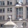 Orleans_02_Bird